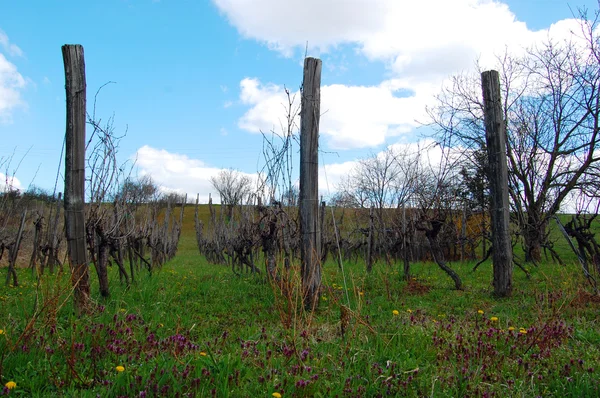 Paesaggio rurale con cantina — Foto Stock