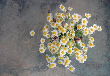 güzel bahar çiçekleri, papatya