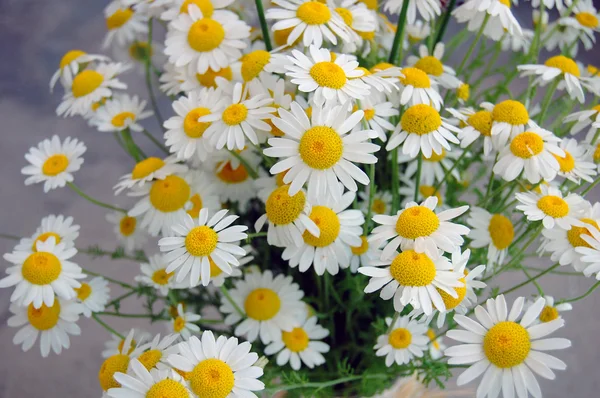 Красиві весняні квіти, ромашки — стокове фото