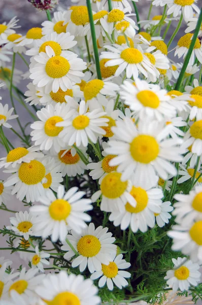 Schöne Frühlingsblumen, Gänseblümchen — Stockfoto