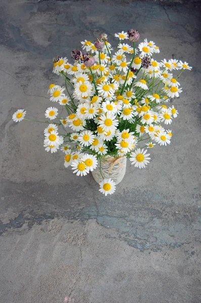 Belles fleurs printanières, marguerites — Photo