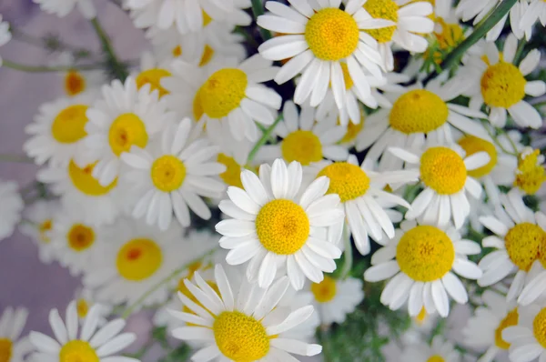 güzel bahar çiçekleri, papatya