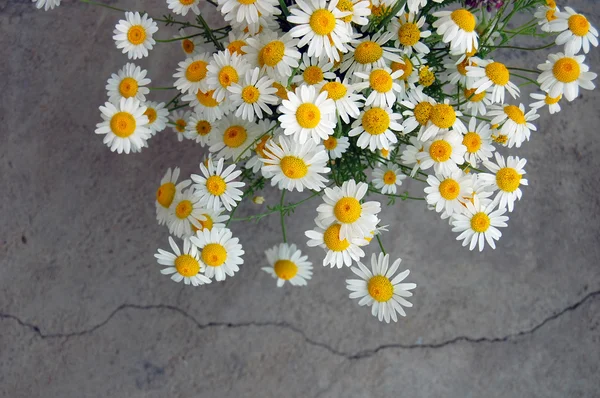 Szép tavaszi virágok, százszorszépek — Stock Fotó
