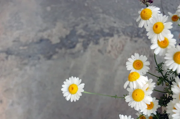 아름 다운 봄 꽃, 데이지 — 스톡 사진
