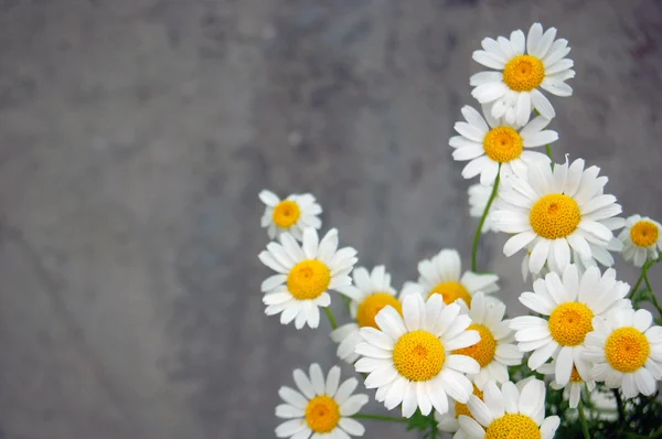 Vakre vårblomster, tusenfryd – stockfoto