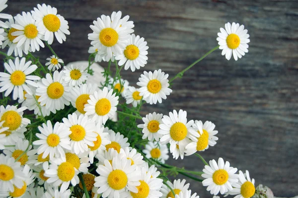 Beautiful spring flowers, daisies — Stock Photo, Image
