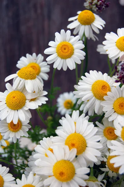 Schöne Frühlingsblumen, Gänseblümchen — Stockfoto