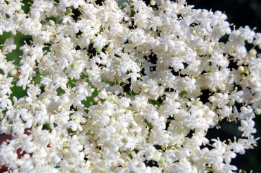 Bahçede çiçek açan elderflower