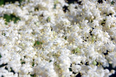 Bahçede çiçek açan elderflower