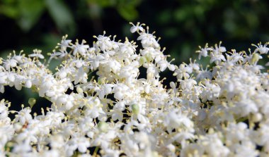 Bahçede çiçek açan elderflower