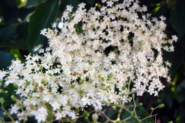 Kırmızı gelincik bahçede çiçek açan