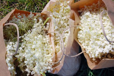 Kağıt torbalarda elderflowers
