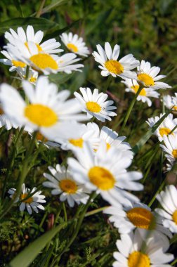 güzel bahar arka planını çiçekler, papatyalar