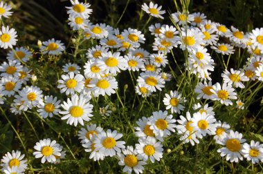 güzel bahar arka planını çiçekler, papatyalar