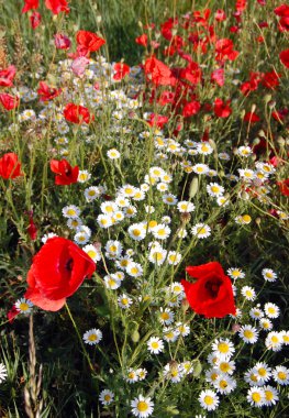 haşhaş alanına vahşi yaz