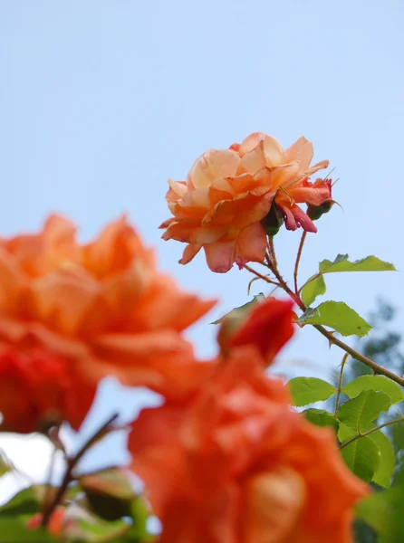 Roos in de tuin — Stockfoto