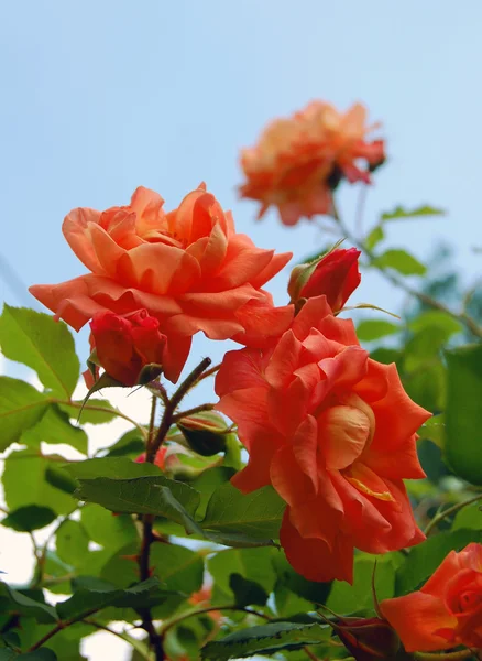 Rose in garden — Stock Photo, Image