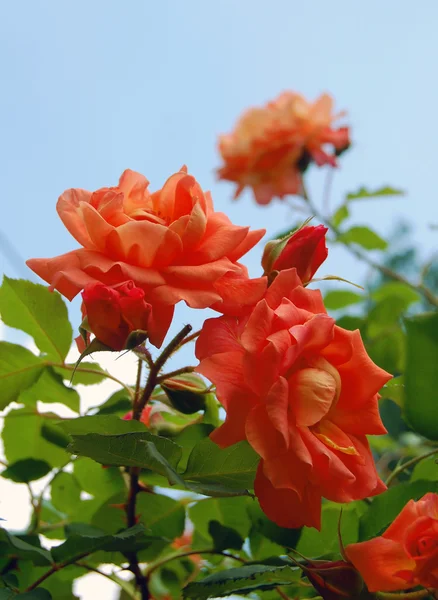 Rosa en el jardín — Foto de Stock