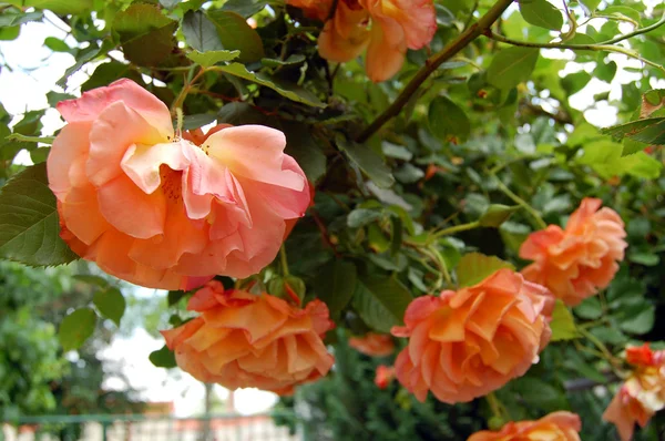 Rosa no jardim — Fotografia de Stock