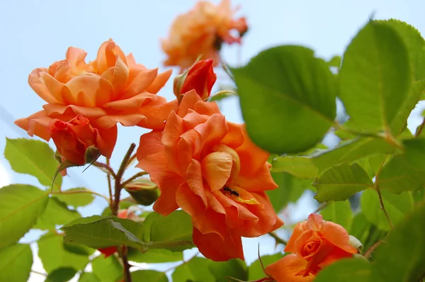 Rose i trädgården — Stockfoto