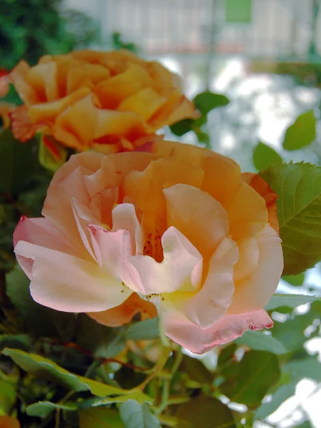 Rosa en el jardín — Foto de Stock