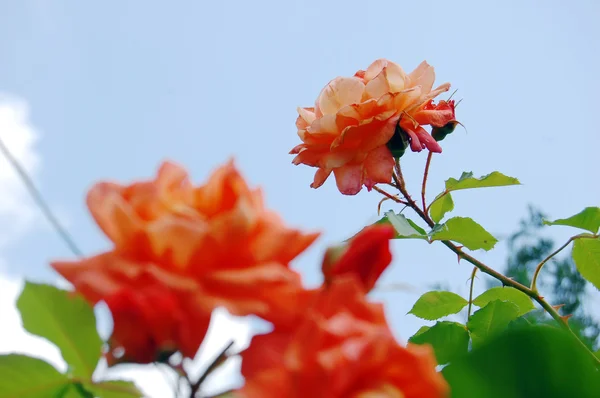 Rose i trädgården — Stockfoto