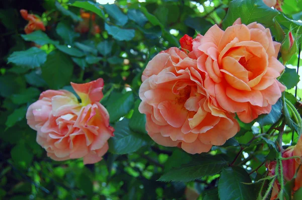 Rosa in giardino — Foto Stock