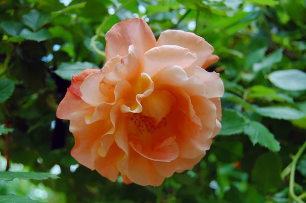 Beautiful roses in spring garden — Stock Photo, Image