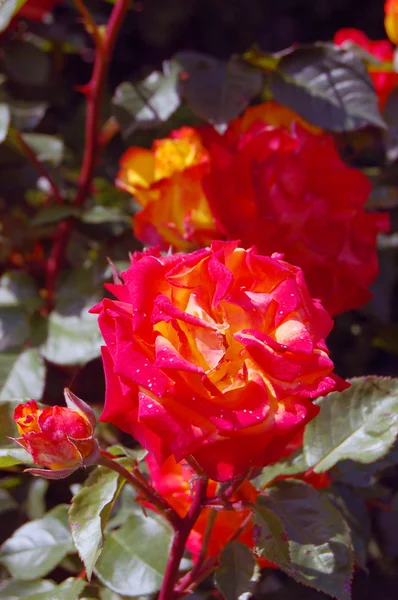 Mooie rozen in lentetuin — Stockfoto