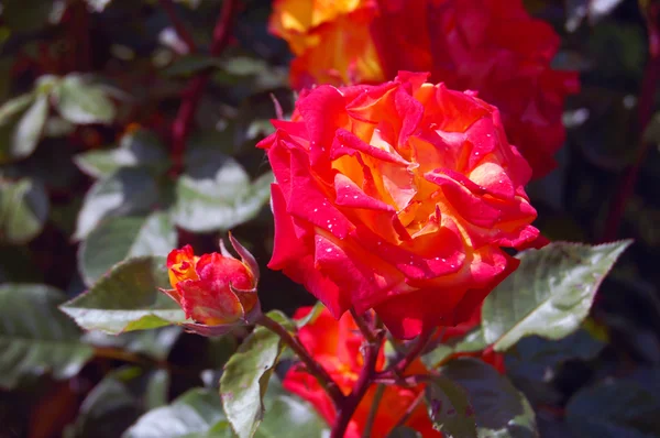 Lindas rosas no jardim da primavera — Fotografia de Stock