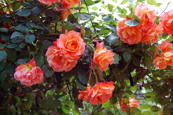 Beautiful roses in spring garden