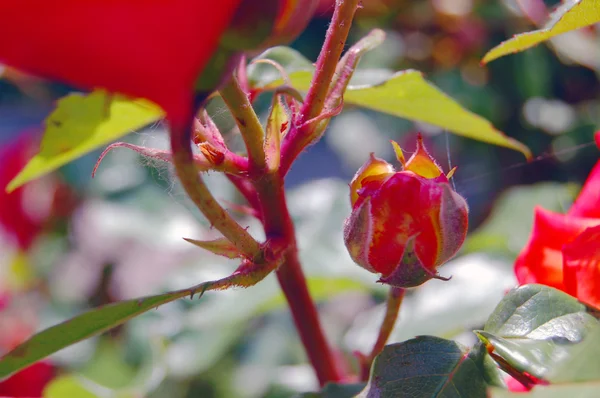 Mooie rozen in lentetuin — Stockfoto