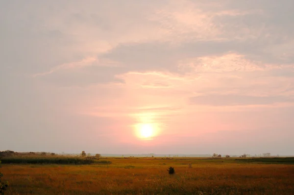 日没で野生のケシ畑 — ストック写真