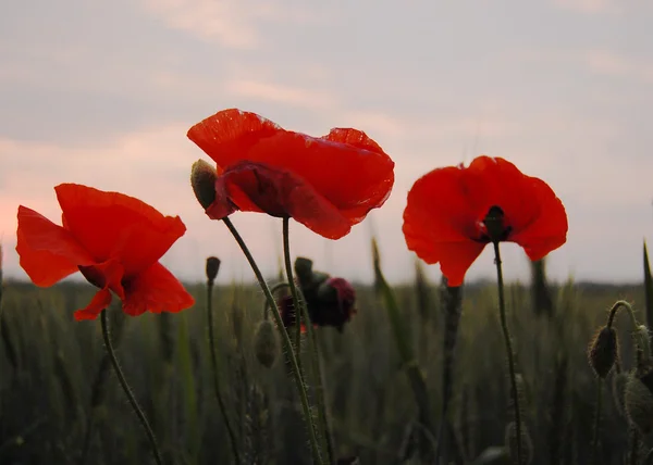 Wilder Mohn Blume im Sonnenuntergang — Stockfoto