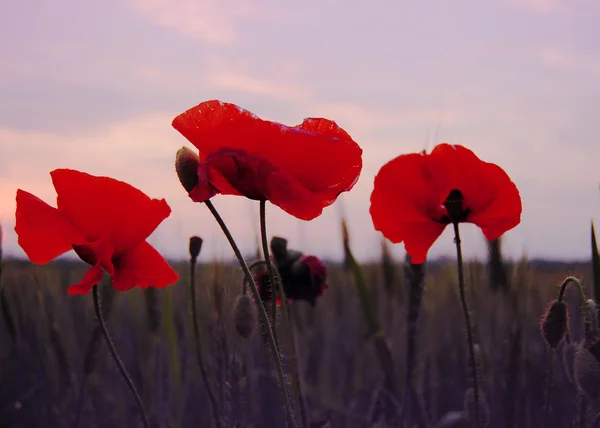 日没で野生のケシの花 — ストック写真