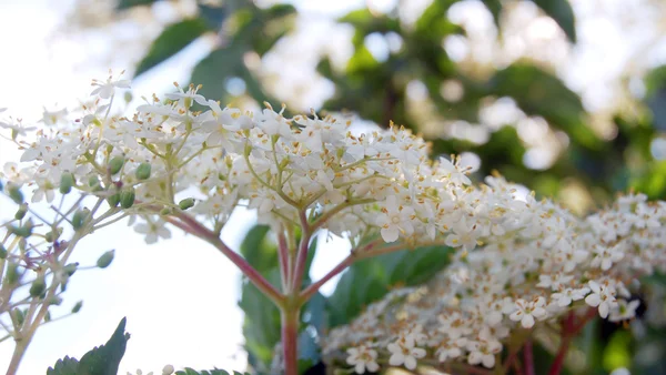 Röd vallmo blommar i trädgården — Stockfoto