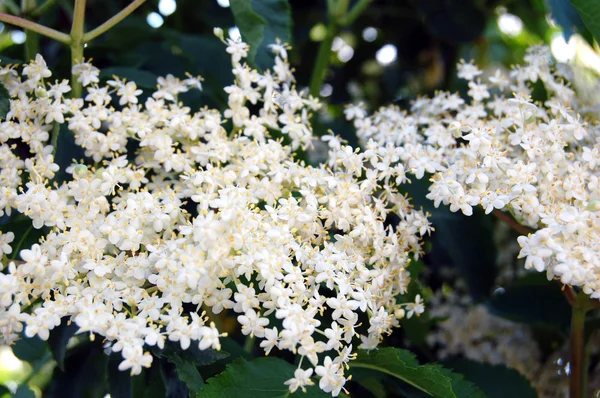 Bahçede çiçek açan elderflower