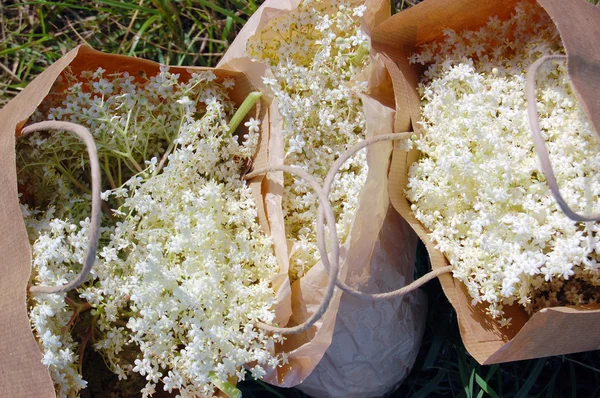Flores de sabugueiro em sacos de papel — Fotografia de Stock