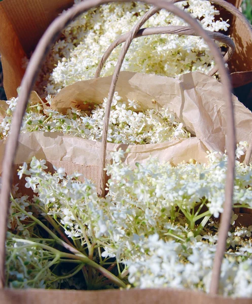 Elderflowers in paper bags — Stock Photo, Image