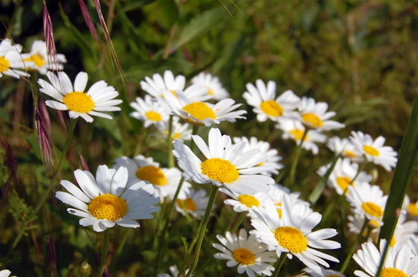 Schöner Frühlingshintergrund mit Blumen, Gänseblümchen — Stockfoto
