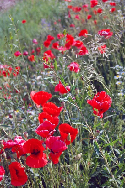 Wildes Mohnfeld im Sommer — Stockfoto