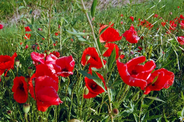 Campo de papoula selvagem no verão — Fotografia de Stock