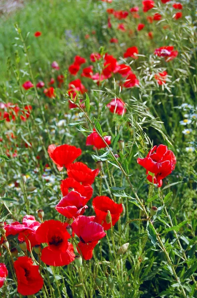 Campo di papavero selvatico in estate — Foto Stock