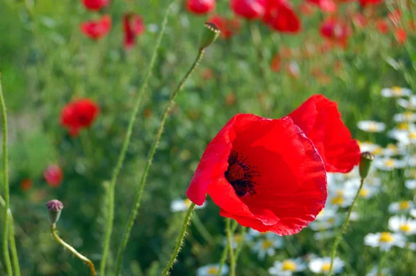 Wild Descriptie... in de zomer — Stockfoto