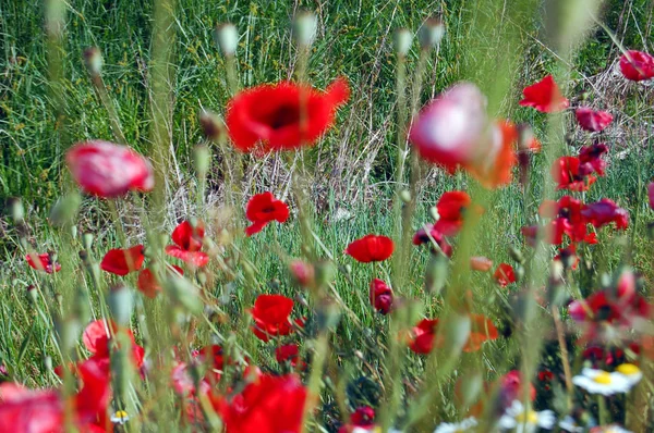 Campo de papoula selvagem no verão — Fotografia de Stock