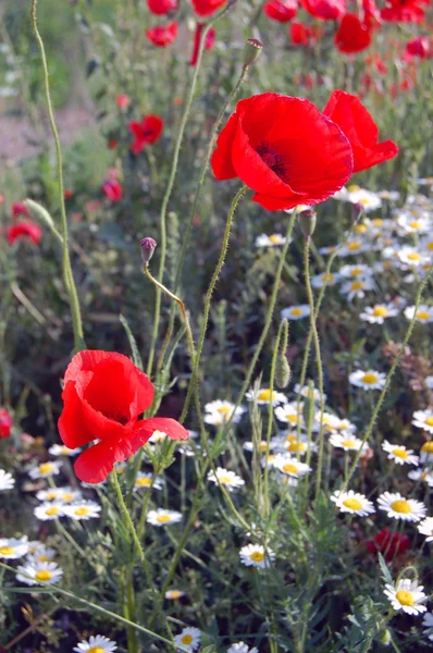 Wildes Mohnfeld im Sommer — Stockfoto