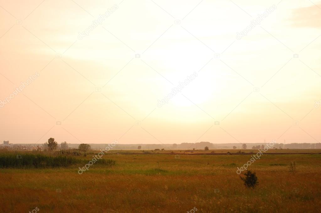 wild poppy field in sunset