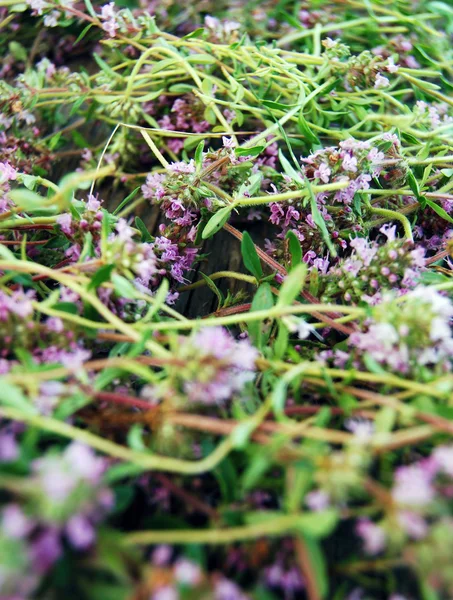 Hintergrund von frischem Thymian auf Holztisch — Stockfoto