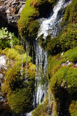 Ormanda güzel bir şelale