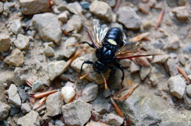 yaprak üzerinde küçük böcek